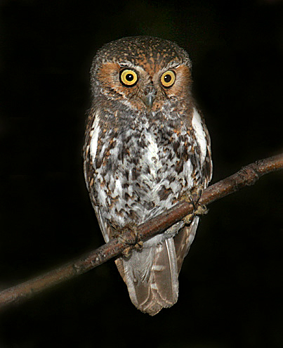 Elf Owl