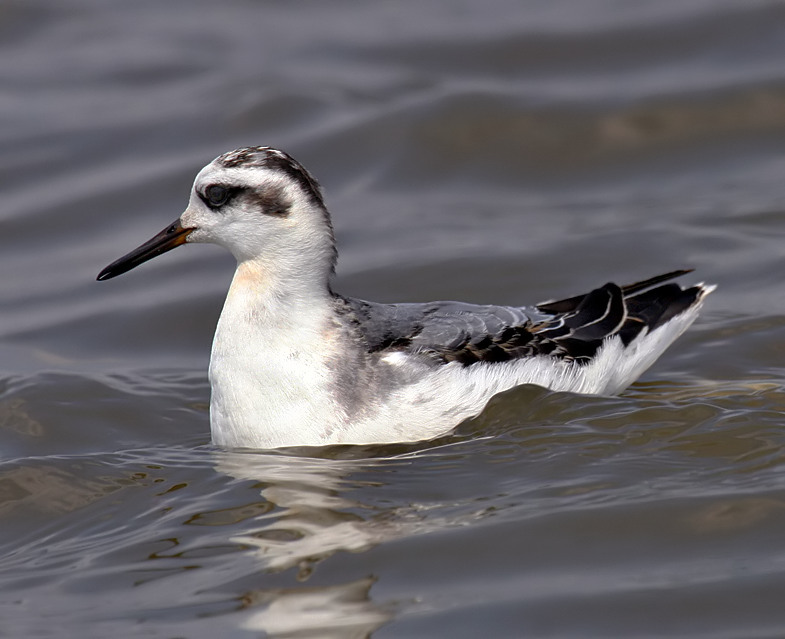 Red Phalarope