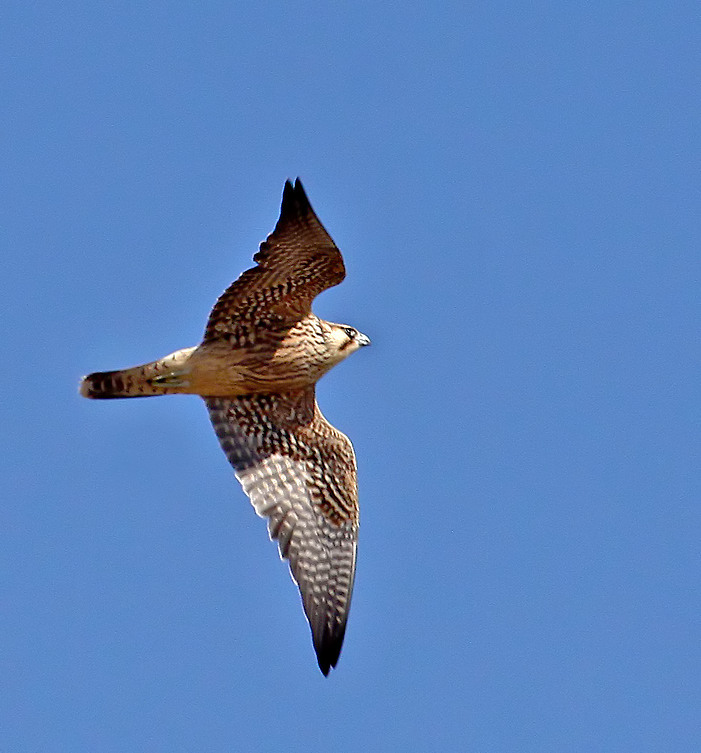 Peregrine Falcon