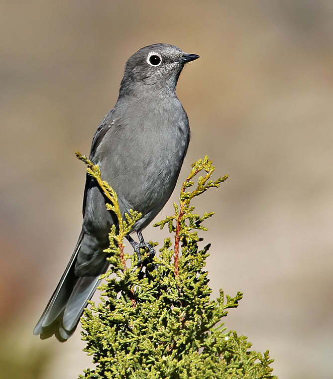 Townsends Solitaire