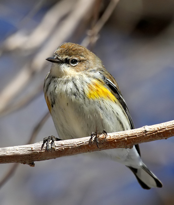 Yellow-rumped Warbler