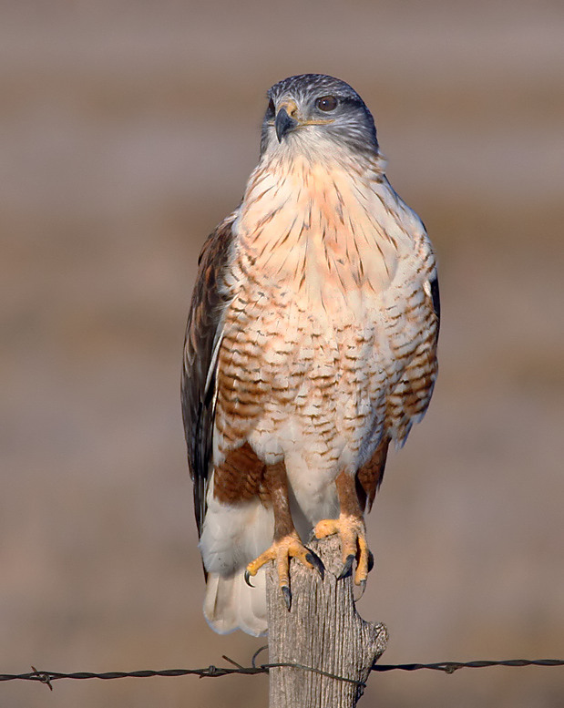 Ferruginous Hawk