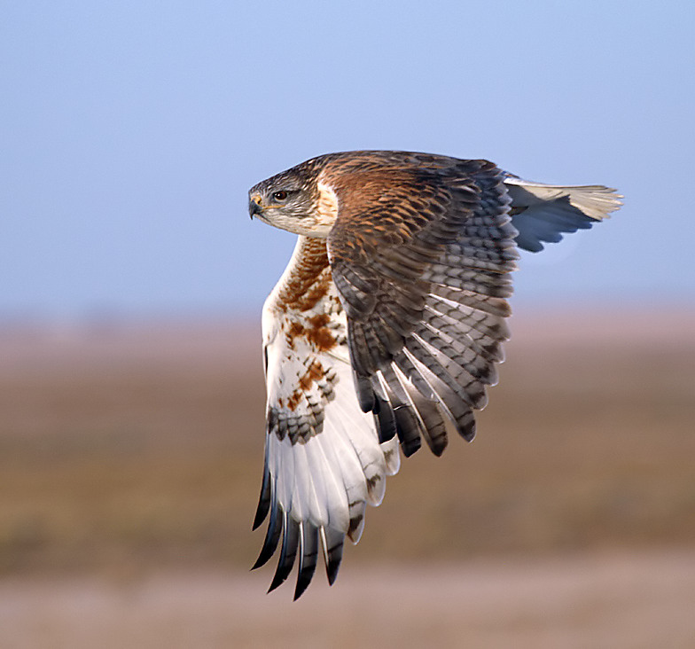 Ferruginous Hawk