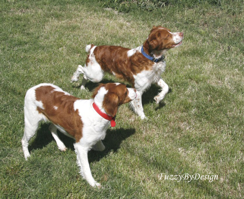 Rubie red collar Jeb Blue collar. bred  041307