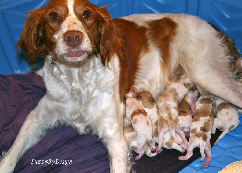 rubie with first eight puppies