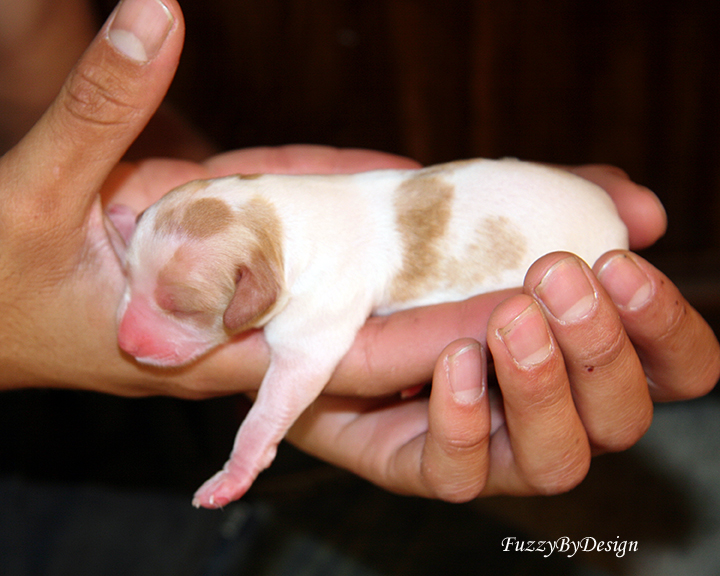 smallest puppy had to be hand fed but is doing well now