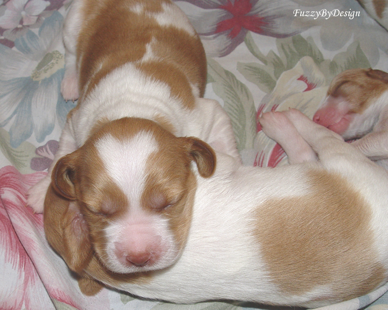 DSC00073 puppy pillow sample copy.jpg