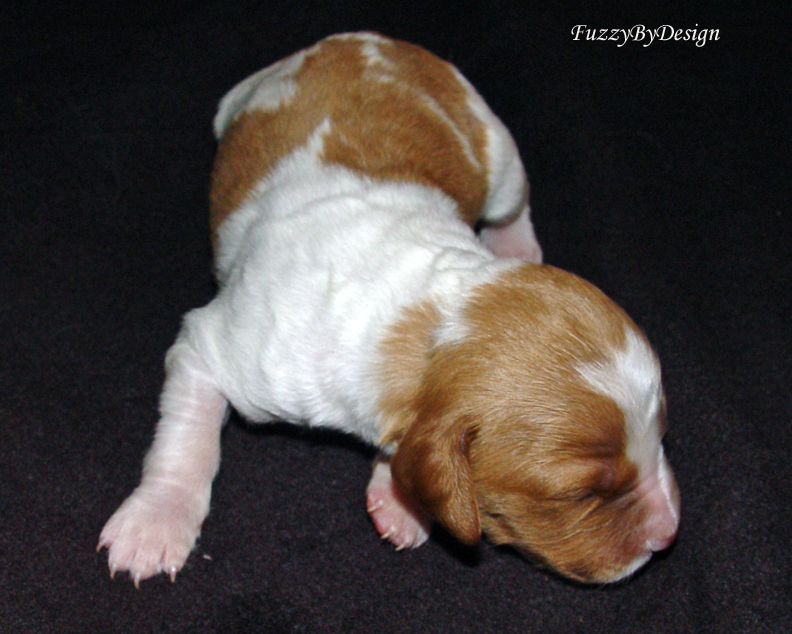 DSC00107 pup 2 front view sample.jpg