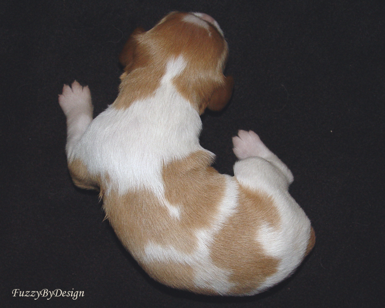 DSC00115  pup 5 top view sample copy.jpg