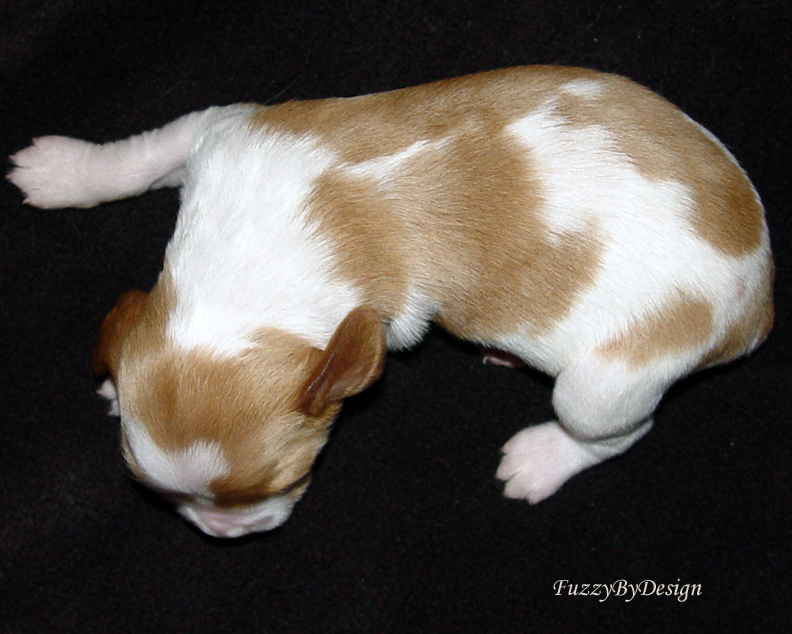 DSC00122 pup 9 top view sample copy.jpg