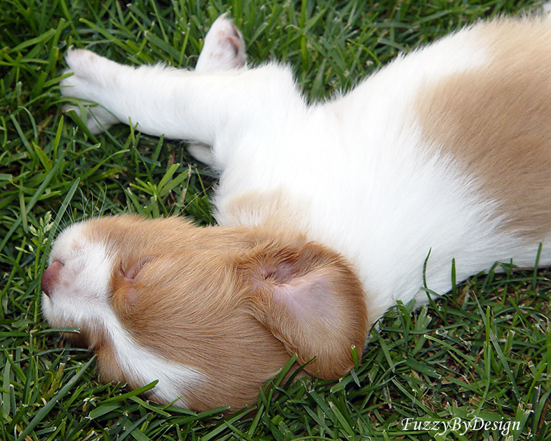 DSC00466  power snooze