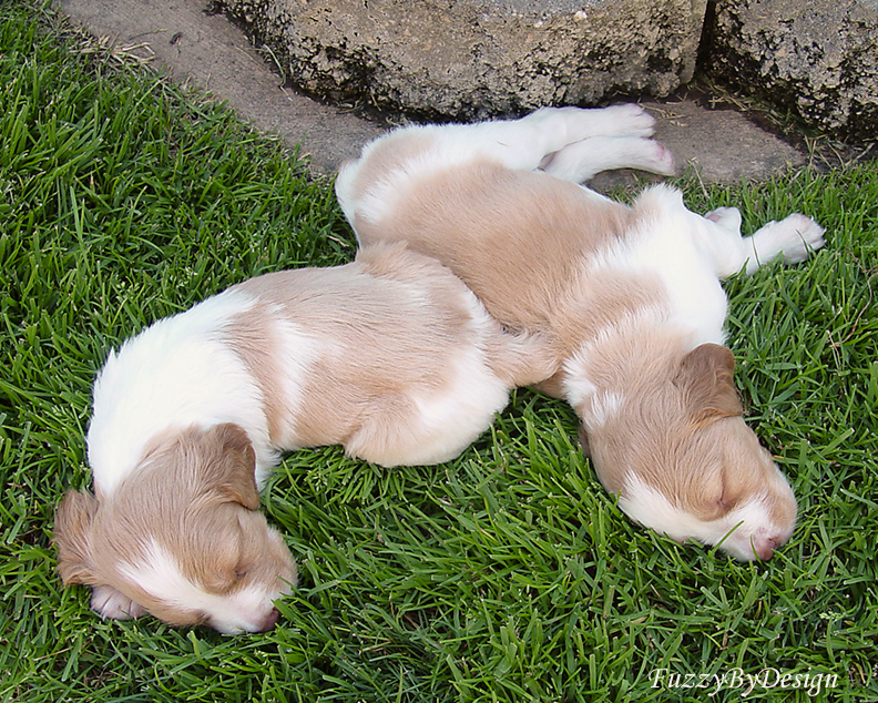 DSC00389 two snooze