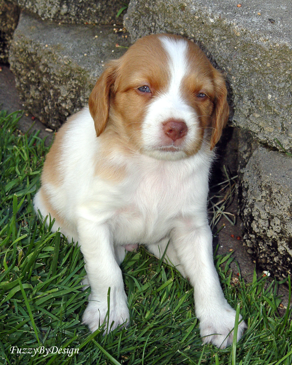 DSC00620 blue eyes at  5 weeks