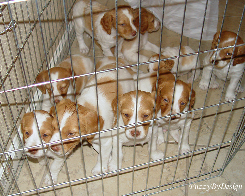 DSC00877 Six weeks old    Choose Me
