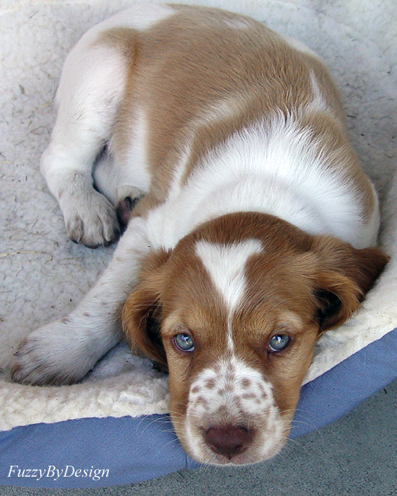 dsc01110 innocent eyes