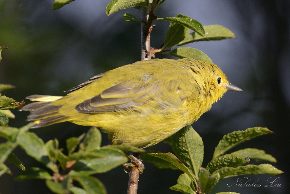 Yellow Warbler