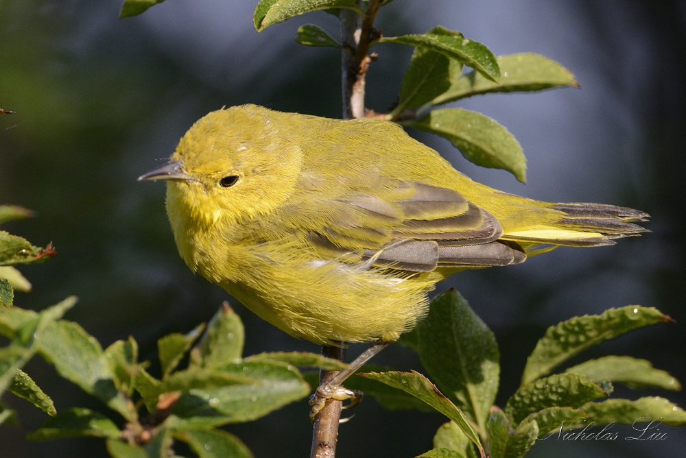 Yellow Warbler