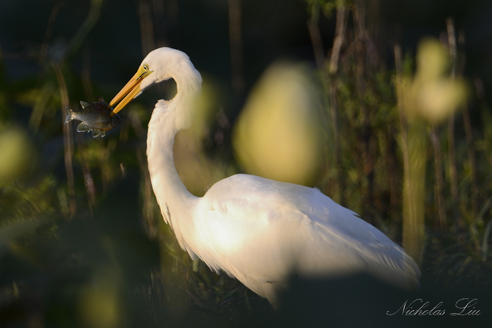 Great White Egret