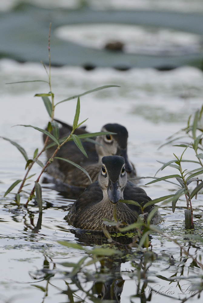 Wood Ducks