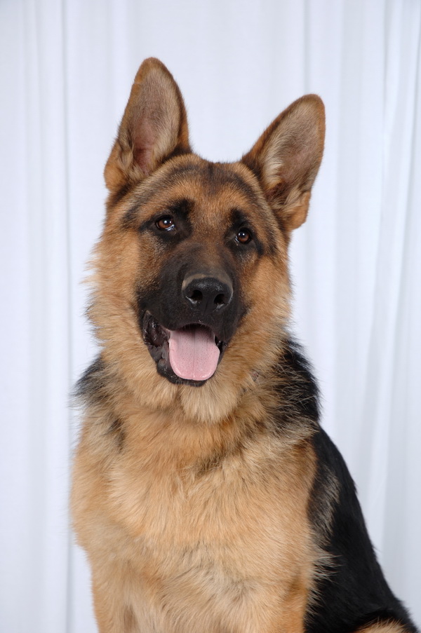 Ozzie-009.JPG