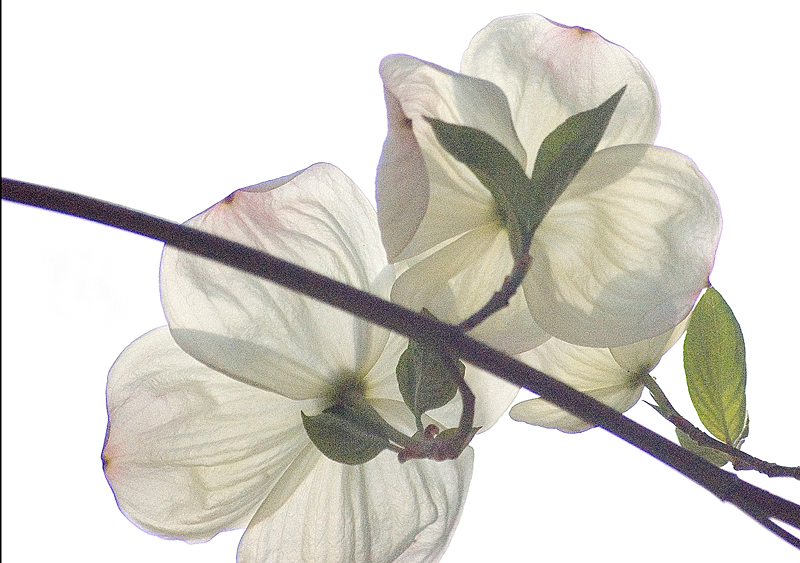 Dogwood backlit