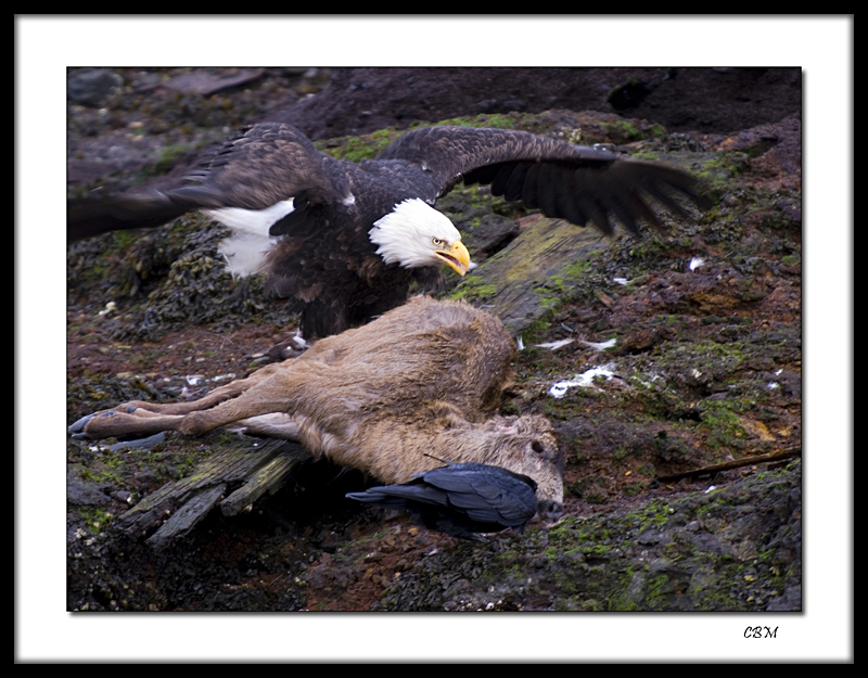 Eagle, raven and deer