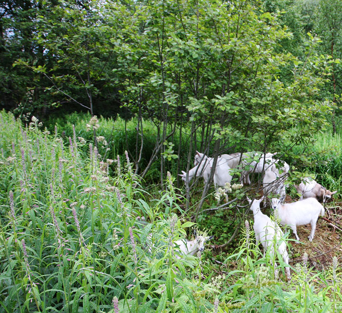 A farmers goats graze on the mountainside.