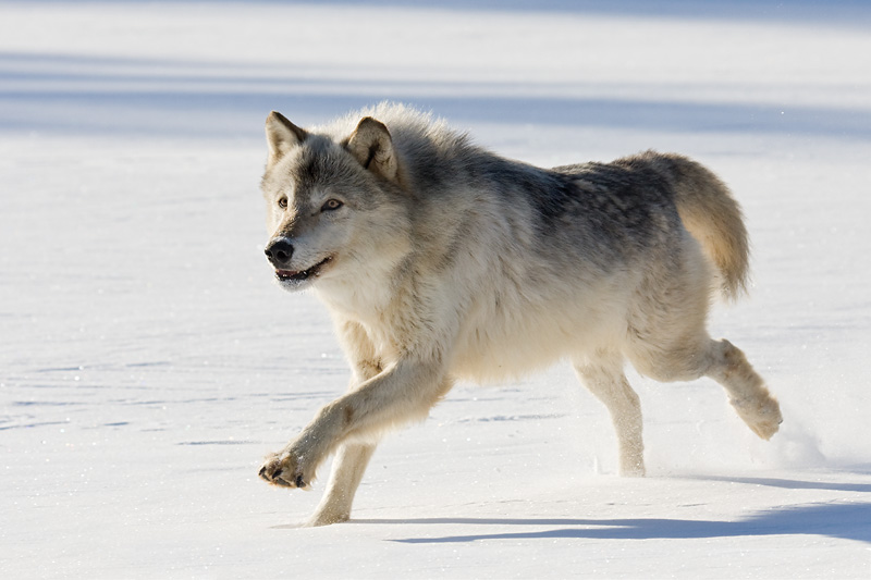 Timber Wolf
