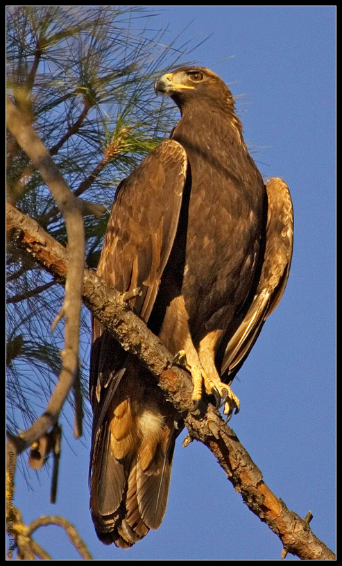 Golden Eagle