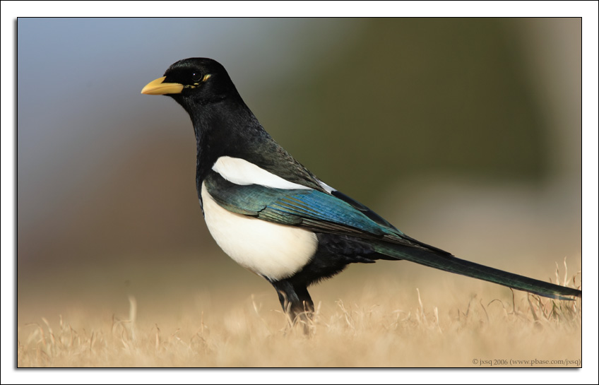 yellow-billed magpie
