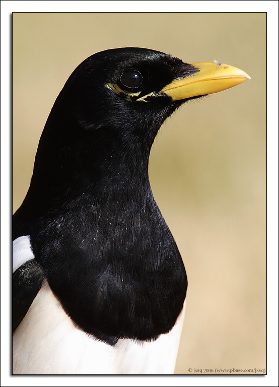 yellow-billed magpie portrait