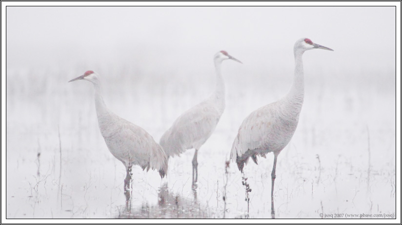 Sandhill cranes