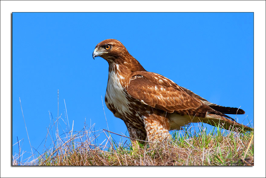 Ferruginous Hawk
