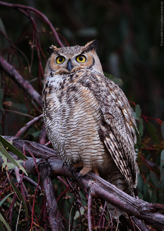 Great Horned Owl