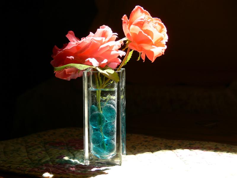 Sunny Roses