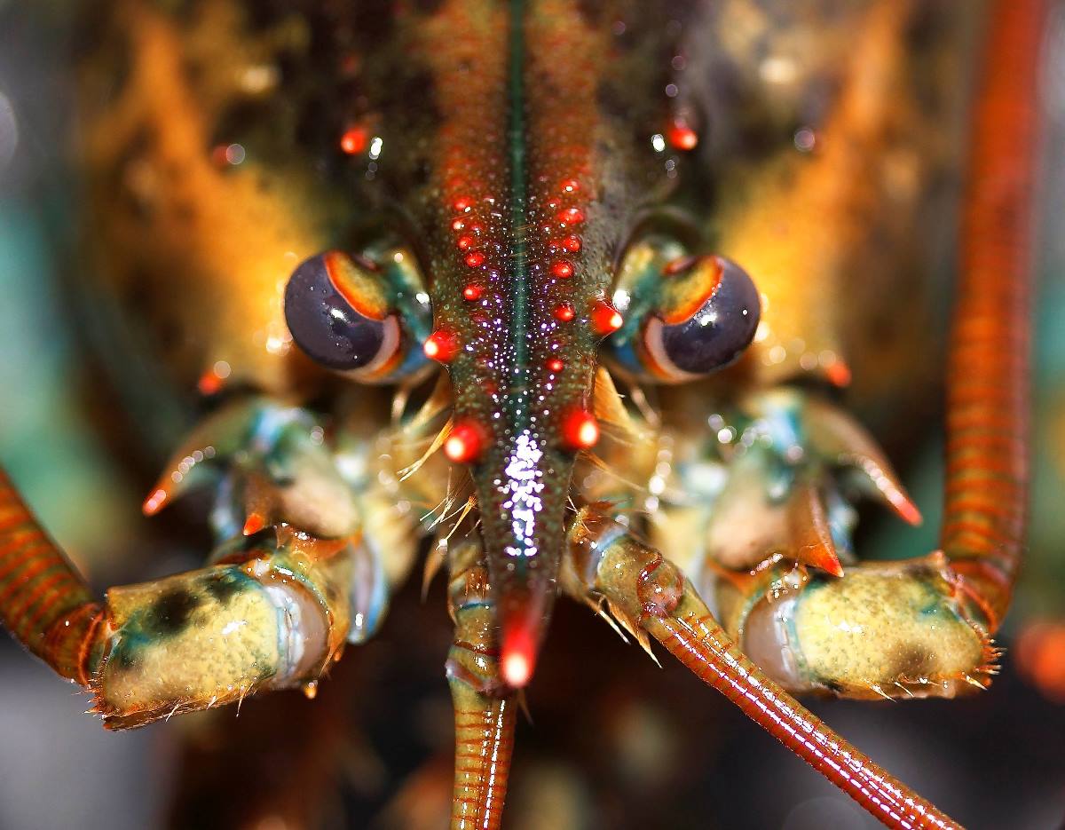 Macro Photography