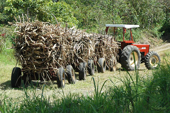 Sugar Cane Haul