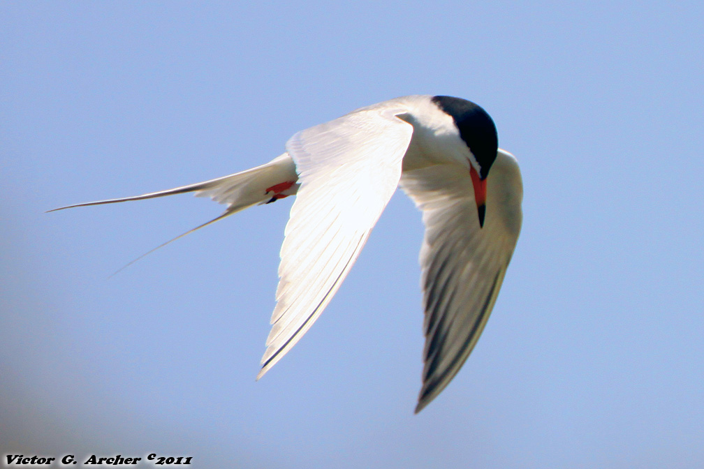 Common Tern (Sterna hirundo) (4005)