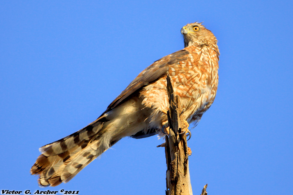 Coopers Hawk (Accipiter cooperii) (0301)