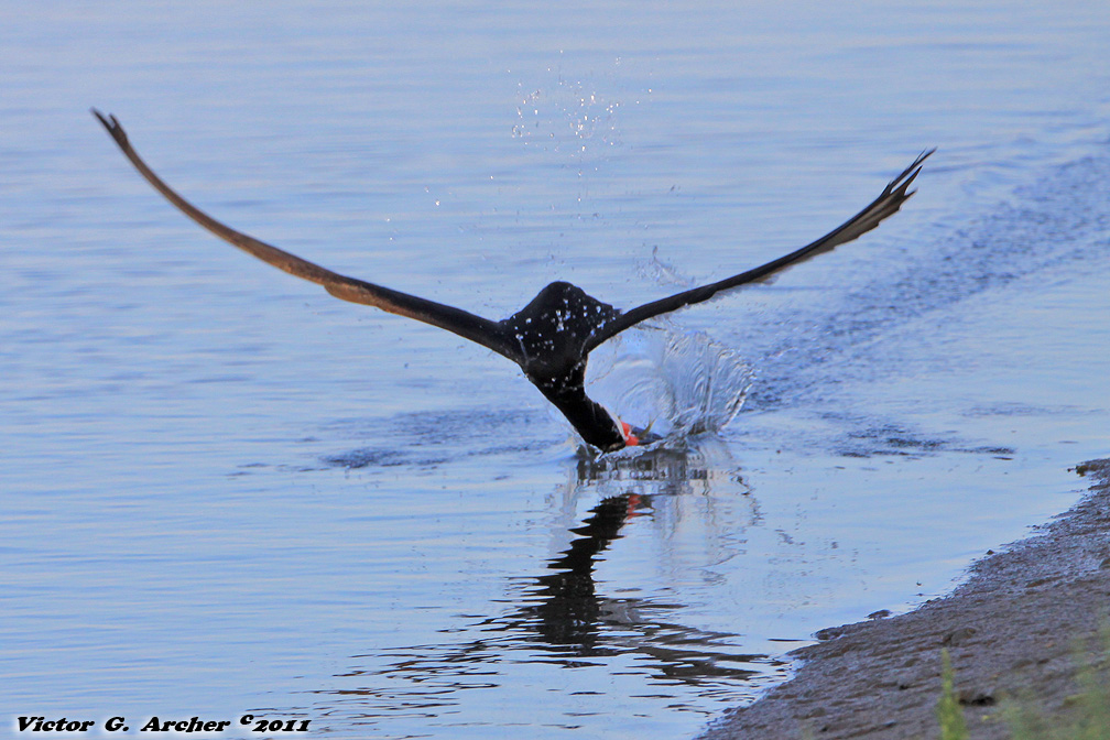 Black Skimmer (Rynchops niger) (9734)