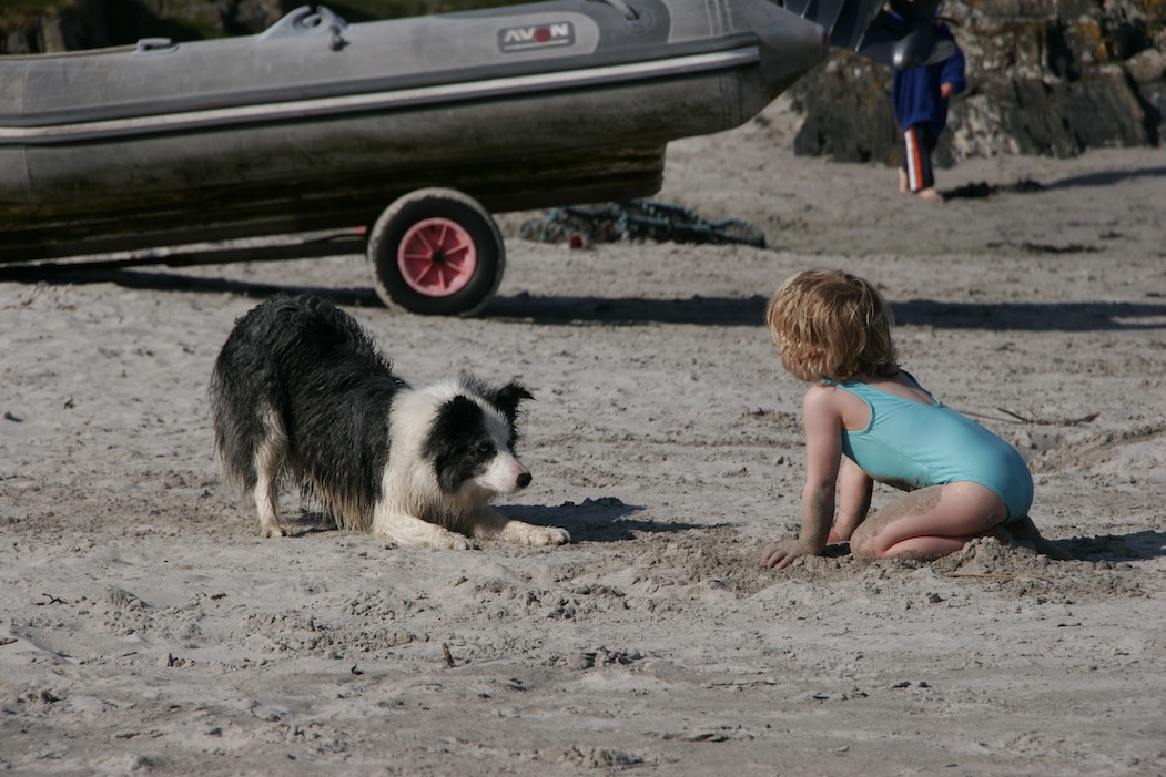 Playful dog and child