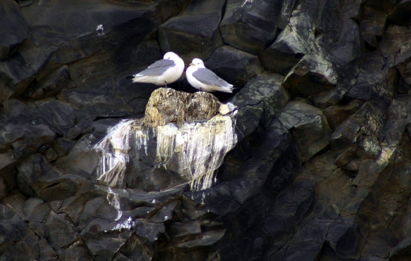 Seagulls on Vk cliff