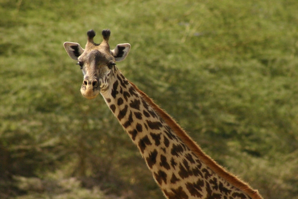 Lake Manyara - nice eyelashes