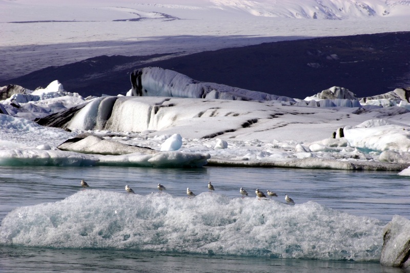 Seagulls in Jkulsrln