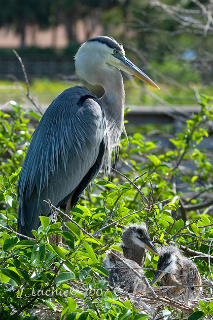 Great Blue Heron nest 3 chicks 2007032603.jpg