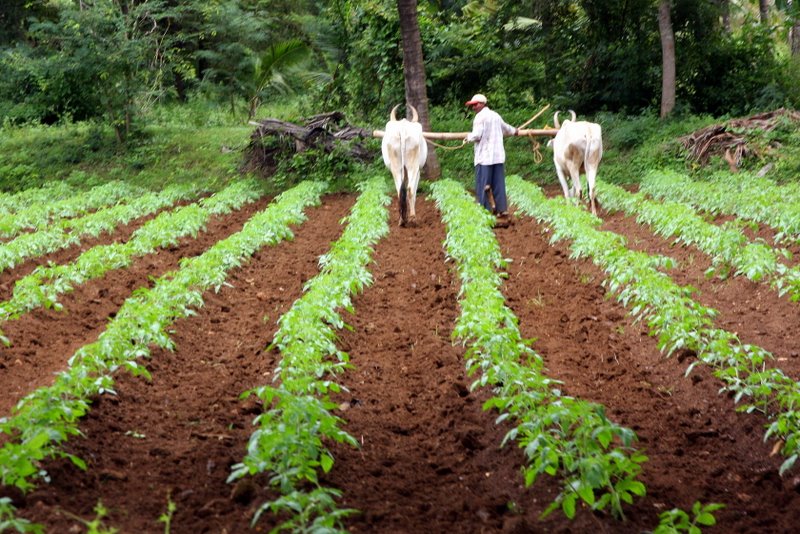 Farming near Belur
