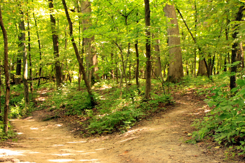 Two roads diverged in a yellow wood, Starved Rock State Park, IL