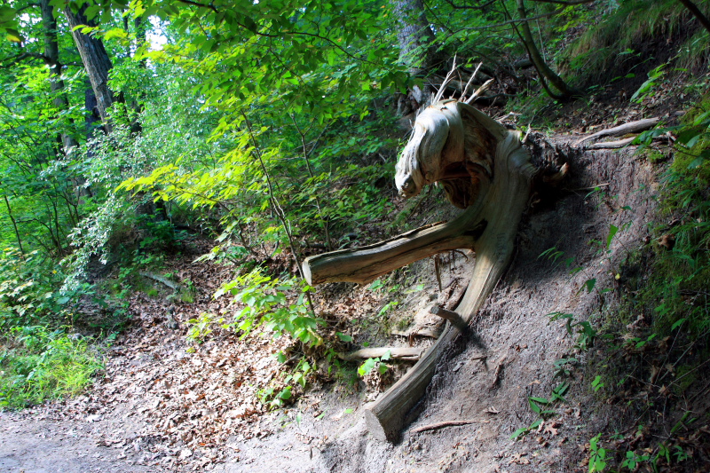 Tree coming to life - as a horse, Starved Rock State Park, IL