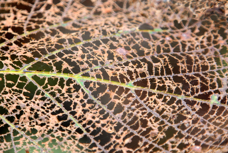 Pattern in nature, Starved Rock State Park, IL