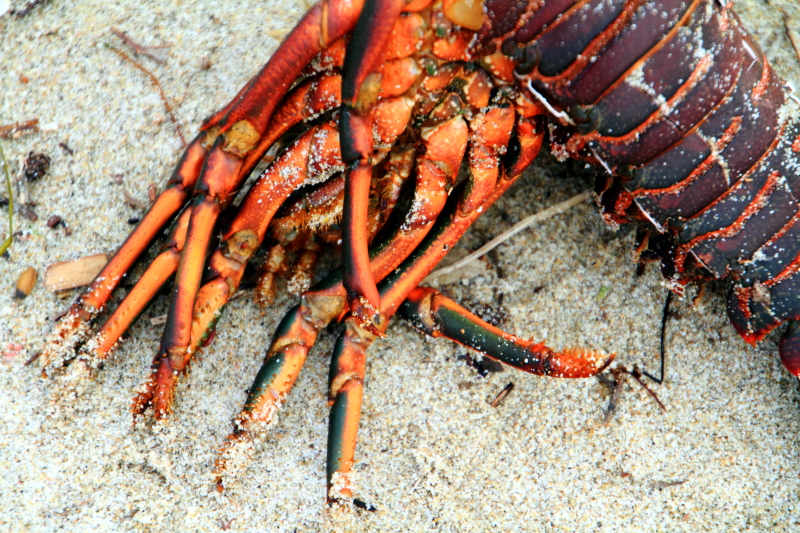 Lobster, Santa Monica, Los Angeles